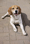 Beagle Rde