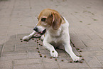 Beagle Rde