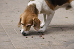 Beagle Rde