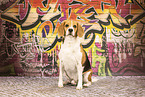 Beagle vor Graffiti