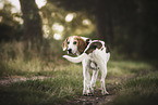 Beagle Rde