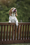 Beagle Rde