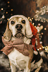 Beagle zu Weihnachten