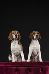2 Beagles