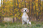 Beagle im Herbst