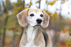 Beagle im Herbst