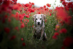 Beagle Rde