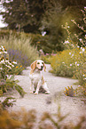 Beagle