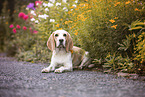 Beagle