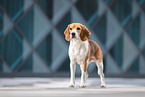 Beagle in der Stadt