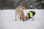 Hunde schnffeln im Schnee