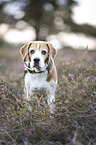 Beagle