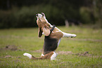 Beagle