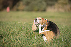 Beagle