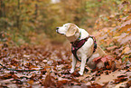 einugiger Beagle