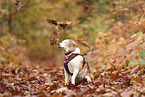 einugiger Beagle