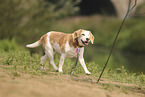 einugiger Beagle