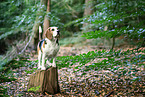 Beagle