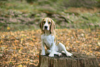 Beagle