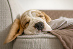 Beagle Welpe