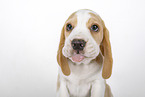 Beagle Welpe
