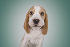 Beagle Welpe