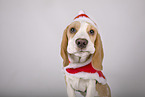 Beagle Welpe