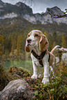 Beagle Welpe