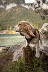 Beagle Welpe