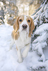 Beagle Welpe