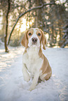 Beagle Welpe
