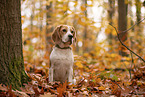Beagle