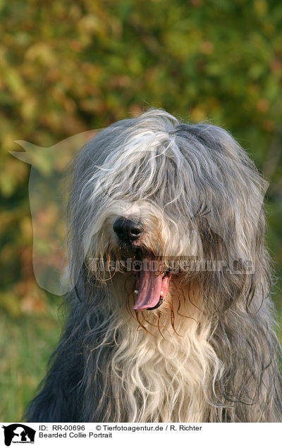 Bearded Collie Portrait / RR-00696