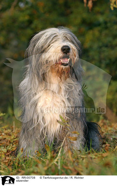 sitzender / sitting Bearded Collie / RR-00708