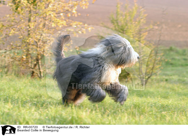 Bearded Collie in Bewegung / RR-00720