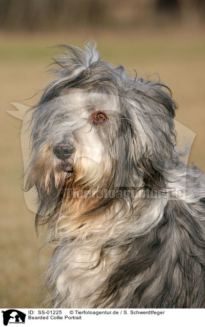 Bearded Collie Portrait / Bearded Collie Portrait / SS-01225