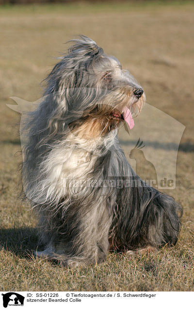 sitzender Bearded Collie / sitting Bearded Collie / SS-01226
