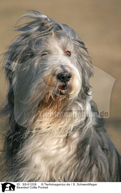 Bearded Collie Portrait / SS-01228