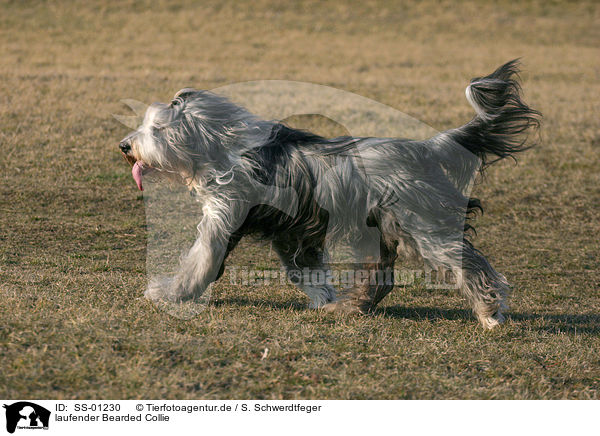 laufender Bearded Collie / walking Bearded Collie / SS-01230