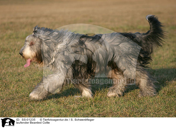 laufender Bearded Collie / SS-01235