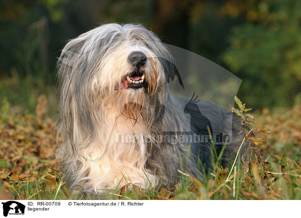 liegender / lying Bearded Collie / RR-00709