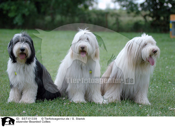 sitzender Bearded Collies / sitting Bearded Collies / SST-01339