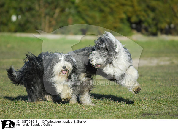 rennende Bearded Collies / running Bearded Collies / SST-03518