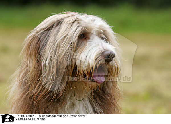 Bearded Collie Portrait / Bearded Collie Portrait / BS-01006