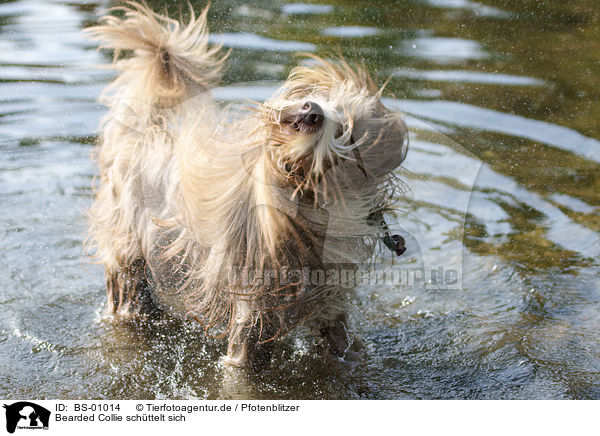 Bearded Collie schttelt sich / Bearded Collie / BS-01014