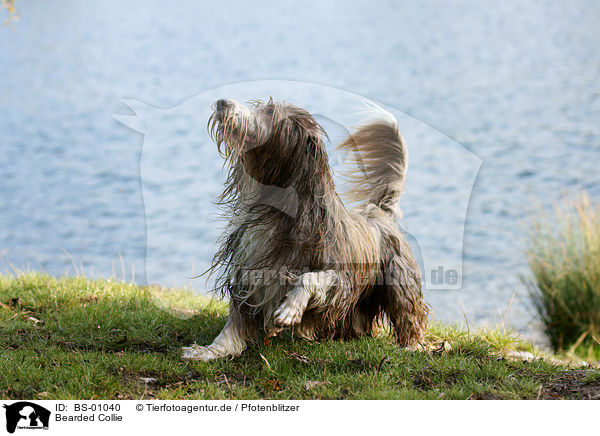 Bearded Collie / Bearded Collie / BS-01040