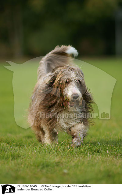 laufender Bearded Collie / walking Bearded Collie / BS-01045