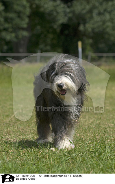 Bearded Collie / TM-01895