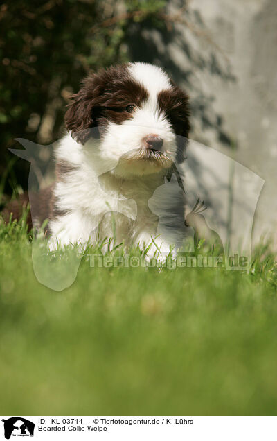 Bearded Collie Welpe / Bearded Collie Puppy / KL-03714