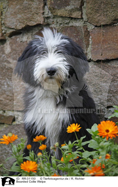 Bearded Collie Welpe / Bearded Collie Puppy / RR-31150